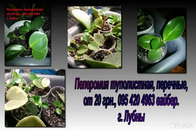 Пеперомия туполистная – купить в Красноярске, цена 150 руб., истекает  завтра в 6:32 – Растения и семена