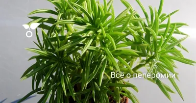 Пеперомия Обтусифолия вариегатная ⌀12 купить в Москве с доставкой | Магазин  растений Bloom Story (Блум Стори)