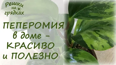 Виды ампельных пеперомии - Блог о комнатных растениях