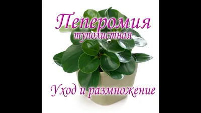 Пеперомия Рейндроп - Botanic Craft | Цветы и растения в Хабаровске