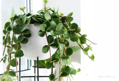 Peperomia POLYBOTRYA (Пеперомия): купить 3 семени c доставкой почтой 🌸  Адениум дома