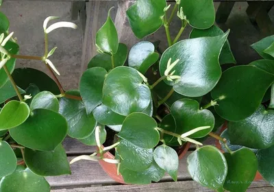 Пеперомия (Peperomia), уход и выращивание | ВКонтакте