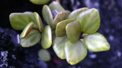 Пеперомия полиботрия многокистевая (Peperomia polybotrya Jayde) | Peperomia  plant, Plants, Peperomia