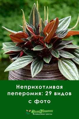 Коллекции растений ЦСБС СО РАН - Peperomia griseoargentea Yunck. – Пеперомия  серо-серебристая