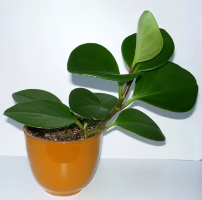 Пеперомия россо (Peperomia Rosso) D5см Exotica 145912914 купить за 673 ₽ в  интернет-магазине Wildberries