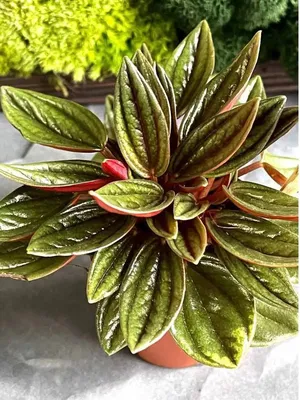 Растение ⌀ 7 Peperomia ASPERULA мало листьев (Пеперомия): купить c  доставкой почтой 🌸 Адениум дома