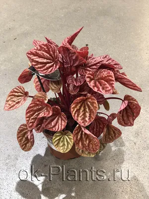 Растение Пеперомия на фото: изумительная красота
