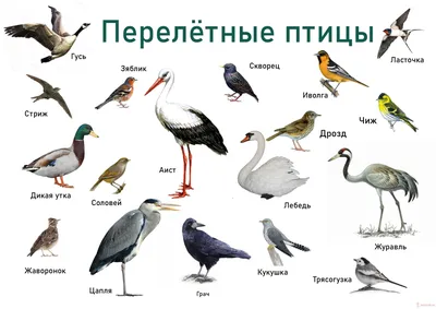 Перелетные птицы картинка для детей фотографии