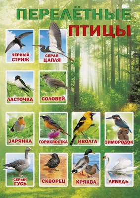 Перелетные птицы детям (39 фото) - красивые фото и картинки pofoto.club