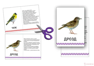 Набор карточек \"Перелётные птицы\" » Почитай-ка. Сайт для детей, которые  хотят научиться читать, писать считать и их родителей