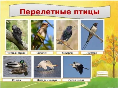 Игра на липучках «Перелетные и зимующие птицы» - Скачать шаблон | Раннее  развитие