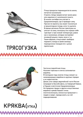 Набор карточек. Перелетные птицы (7124937) - Купить по цене от 281.00 руб.  | Интернет магазин SIMA-LAND.RU