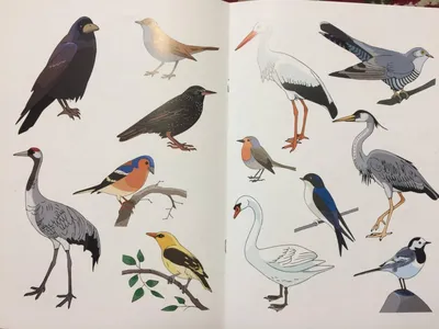 Познаем мир вокруг нас книги для детей Перелетные птицы Алтей и Ко 13148927  купить за 277 ₽ в интернет-магазине Wildberries