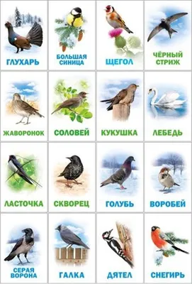 Перелетные Птицы России В Картинках