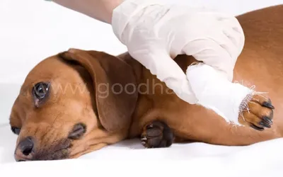 Перелом лапы у собаки фото фотографии