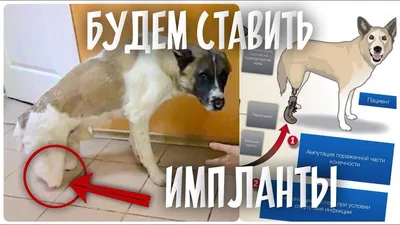 Перелом у собаки 🐶 симптомы и лечение переломов таза, ног, позвоночника,  бедра