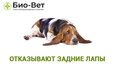 Перелом у щенка - Dogcity.ru - дрессировка собак