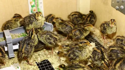 A quail of the Estonian breed - YouTube