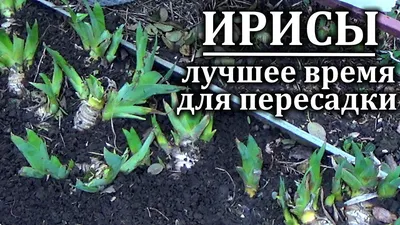 Посадка, уход и размножение ирисов