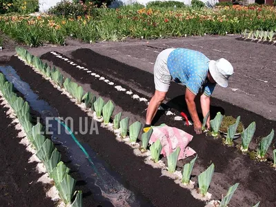 Как правильно пересадить ирисы осенью - Agro-Market