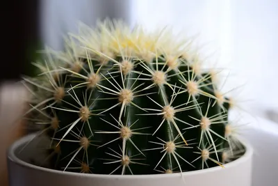 Пересадка очень колючих кактусов - CactusLove