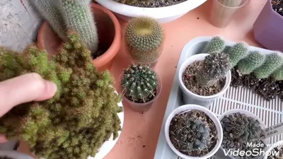 Пересадка очень колючих кактусов - CactusLove