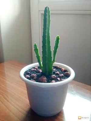 Кактус (микс) купить в Минске с доставкой | Cactus.by