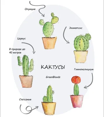 Как правильно ухаживать за кактусом – Советы, рекомендации