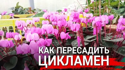 Как пересадить цикламен - YouTube