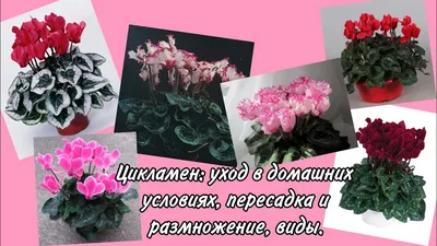 Цикламен: уход в домашних условиях, пересадка и размножение, виды - YouTube