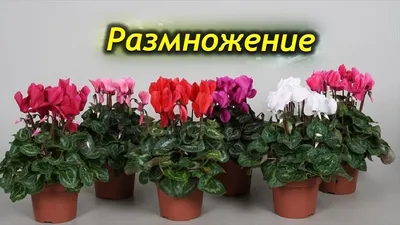 Как размножается цикламен. Основные способы размножения. - YouTube