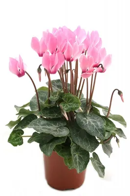 Цикламен (лат. Cyclamen), d 14 | Flowers Valley