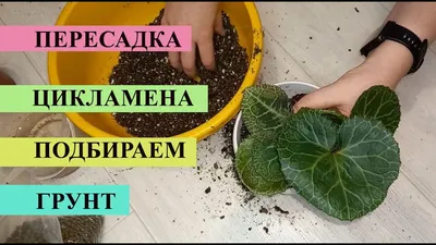 ПЕРЕСАДКА ЦИКЛАМЕНА, подбираем правильно грунт, чтобы растение быстрее  прижилось - YouTube