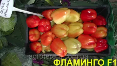 Купить Перец сладкий Никита F1 5 шт. за 68 руб. в наличии почтой |  «Сад-Эксперт» – Семена болгарского перца (сладкого)