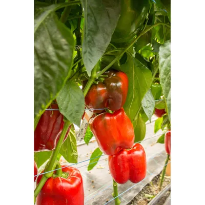 Толстостенный сладкий перец: топ-10 сортов, с которыми обеспечены высокие  урожаи | AgroMarket интернет магазин семян