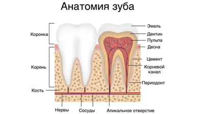 Периодонтит: Лечение периодонтита зуба в Киеве - цена в 32Dent
