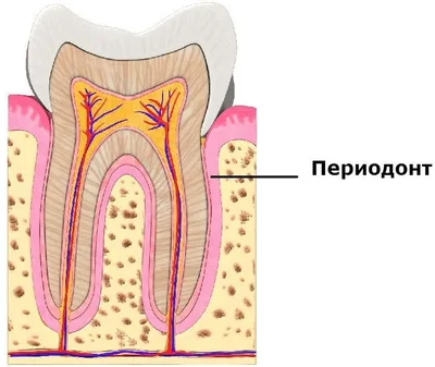 Лечение периодонтита (осложнение кариеса) в Москве: цены, отзывы -  стоматология ИЛАТАН
