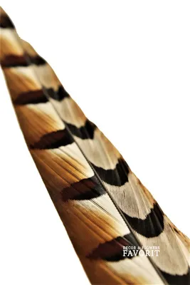 Перья фазана Hareline Ringneck Pheasant Tail Pair