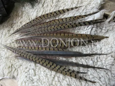 100 шт., натуральные перья фазана, 30-35 см | AliExpress