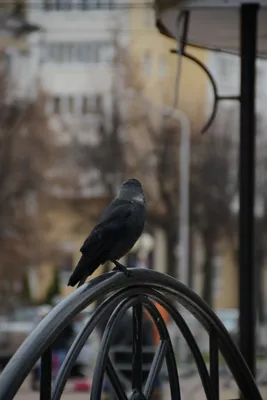 Наши соседи галки | BirdWatch.by