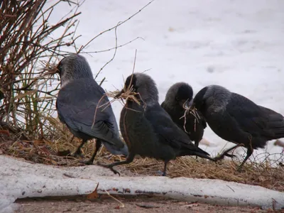 Feathered Friends - Show Me A Photo Contest Round 126: IN THE GRASS. Галки  в Коломне - Jackdaws in Kolomna. | PeakD