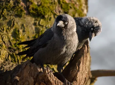 Daurian Jackdaw, Даурская галка | lake Baikal,mnt.Yord Байка… | Flickr