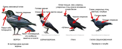 Обои Ворон Животные Вороны, грачи, галки, обои для рабочего стола,  фотографии ворон, животные, вороны, грачи, галки, чёрный, птица Обои для  рабочего стола, скачать обои картинки заставки на рабочий стол.