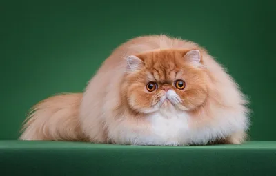 Персидская кошка экстремал фотографии