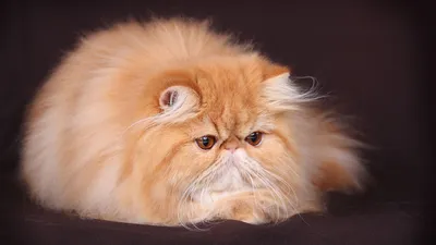 Персидская кошка в высоком разрешении для скачивания