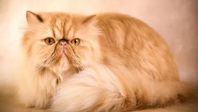Картинка с персидской кошкой в высоком разрешении