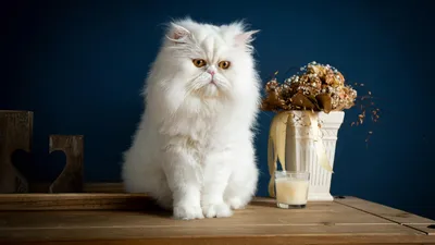 Красивые фото персидской кошки в jpg формате