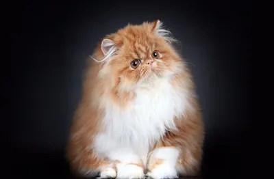 Персидская кошка: фотография для обоев