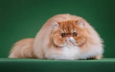 Изображение персидской кошки с возможностью выбора размера