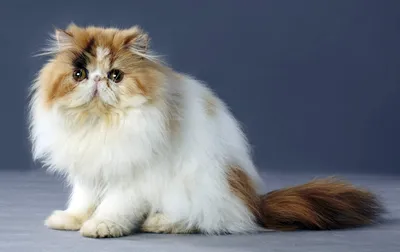 Персидская кошка на фото в png формате